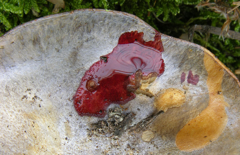 Cortinarius da determinare.
